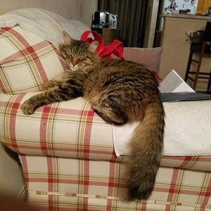 Meet your Posher, Joyce